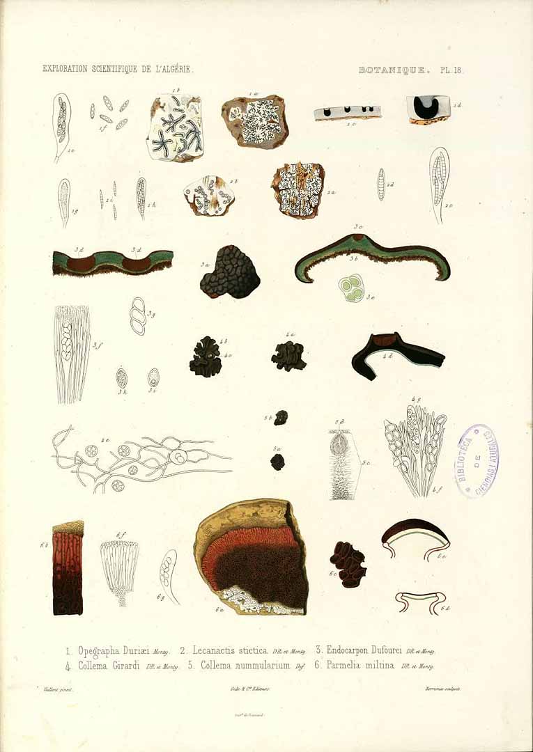 no HD illustration available (m1)