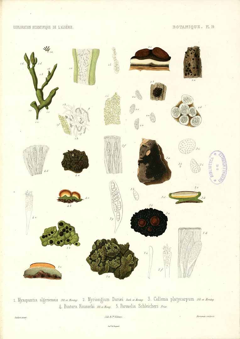 no HD illustration available (m1)