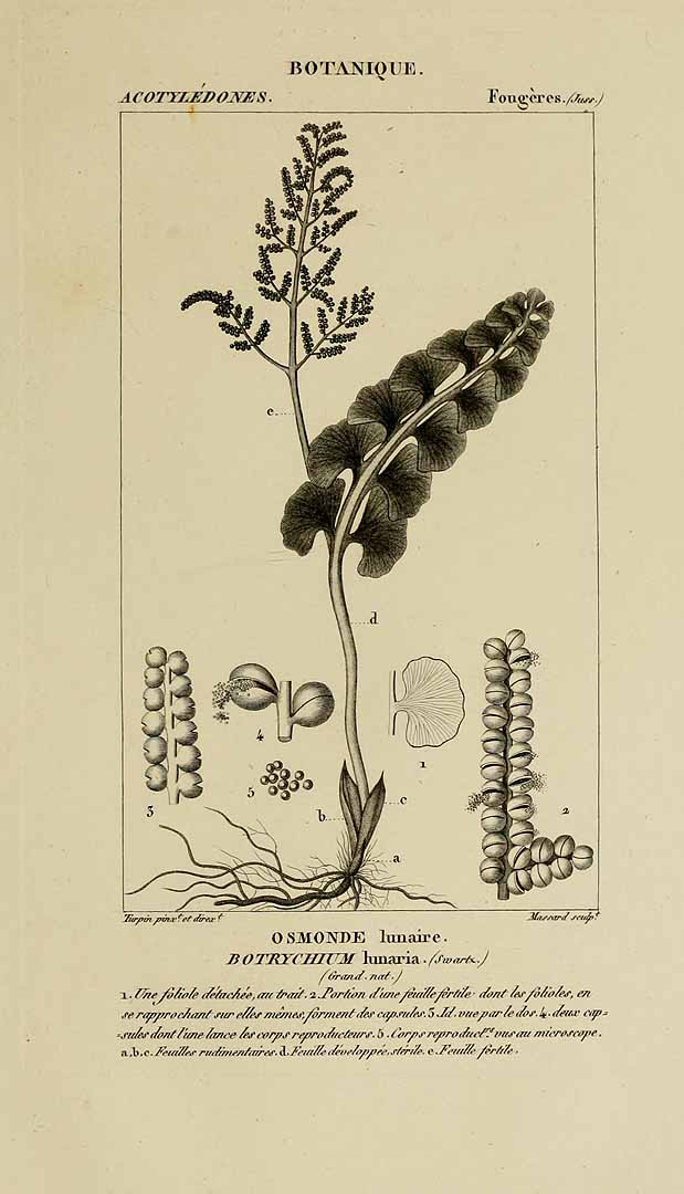 no HD illustration available (3)