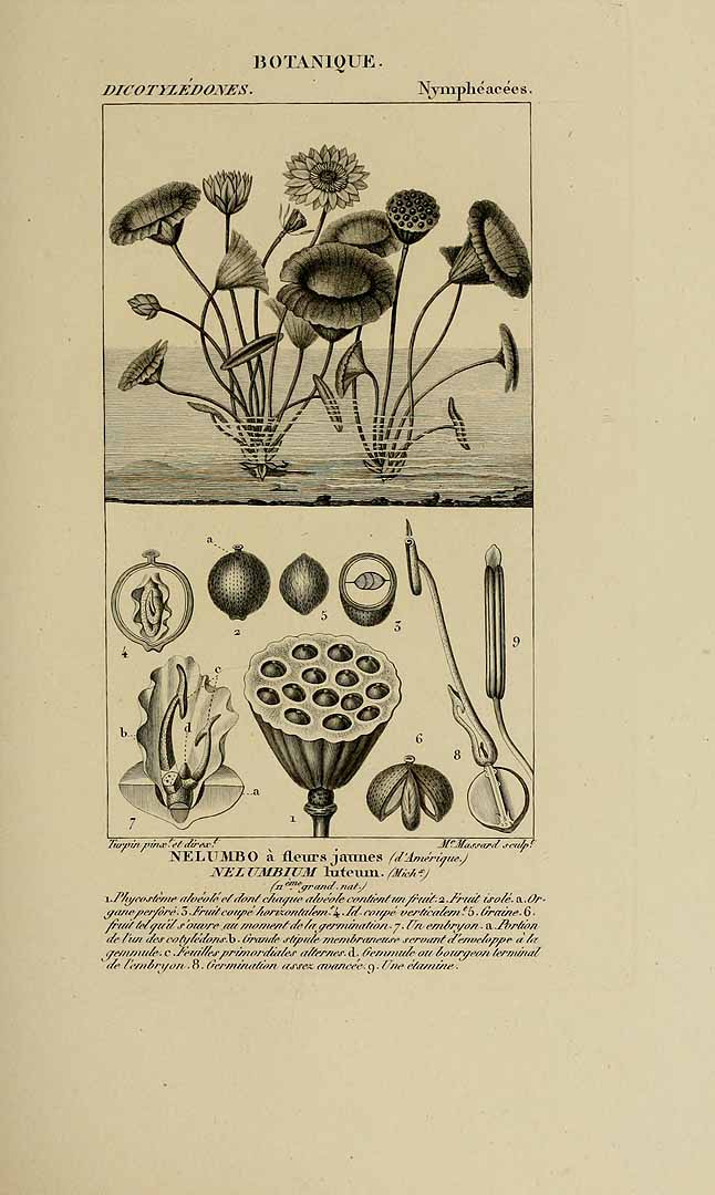 no HD illustration available (3)