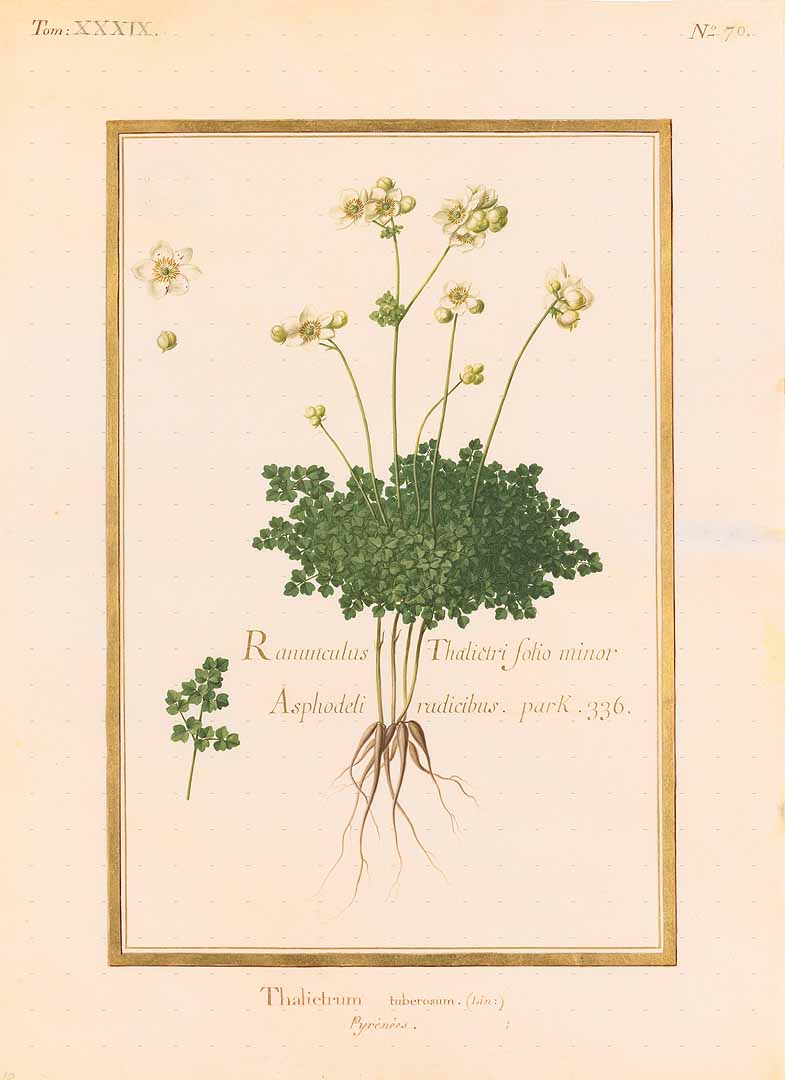 no HD illustration available (3)