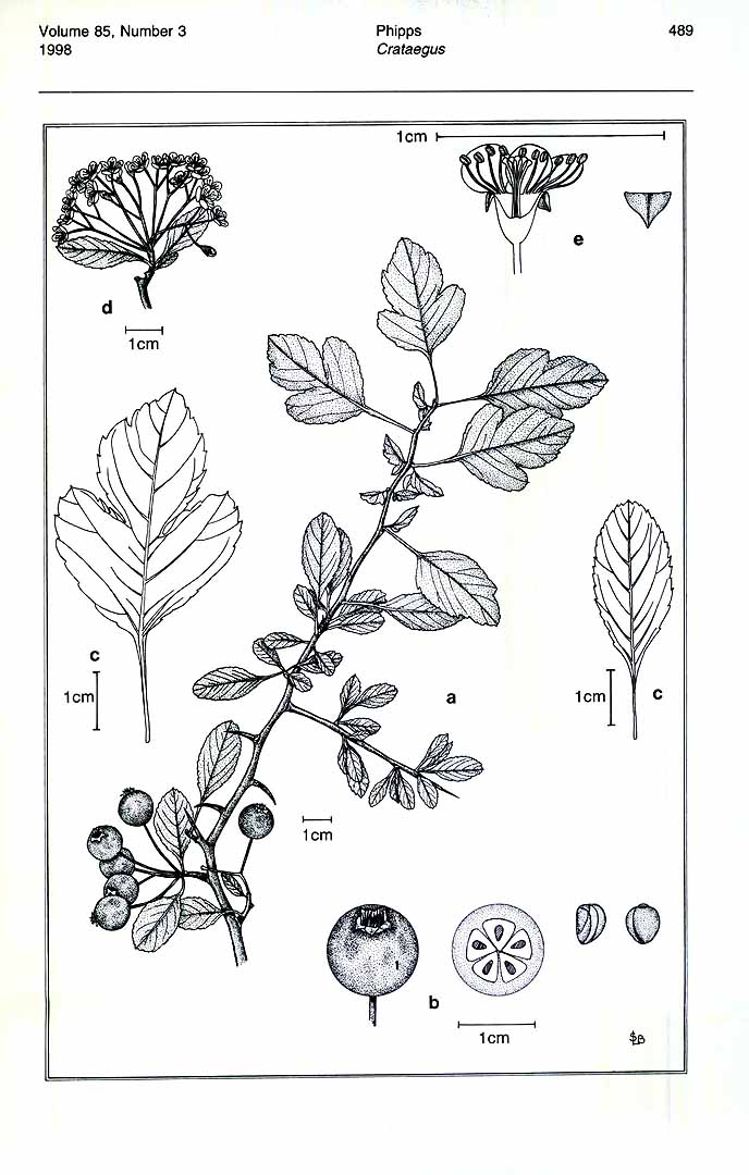 no HD illustration available (3)