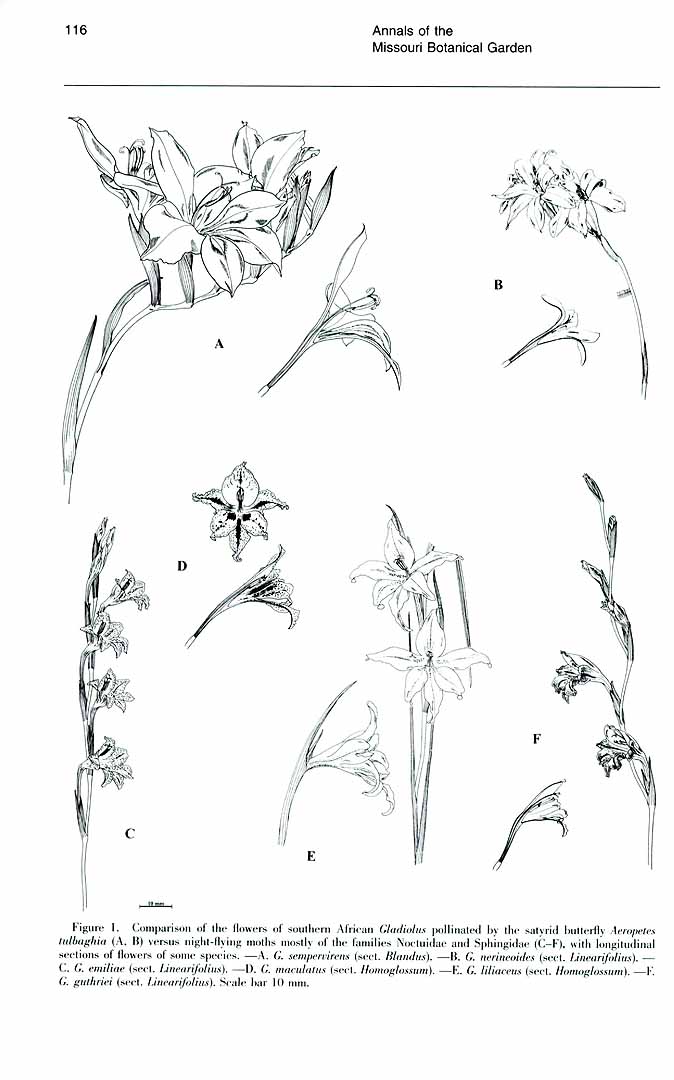 no HD illustration available (3)