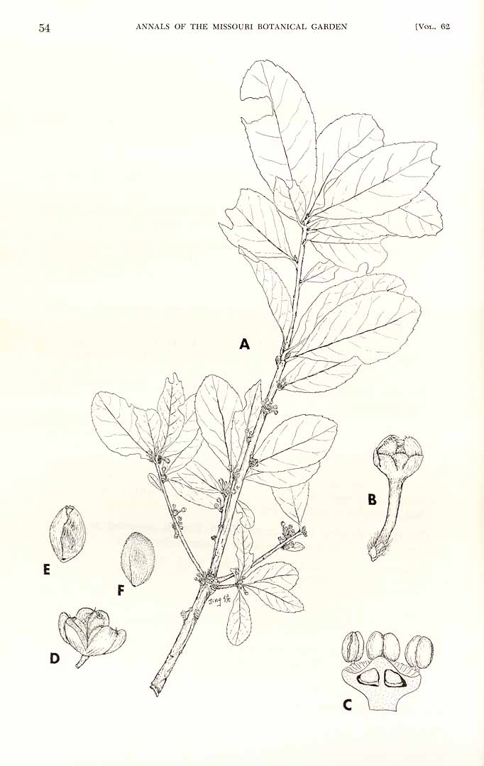 no HD illustration available (m1)