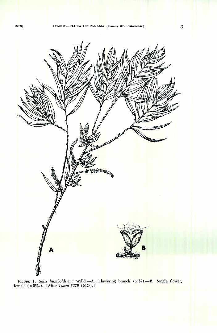 no HD illustration available (3)