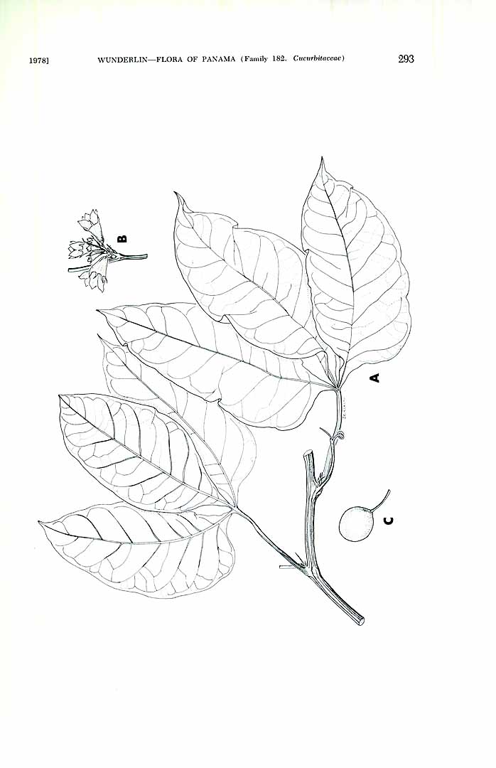 no HD illustration available (m1)