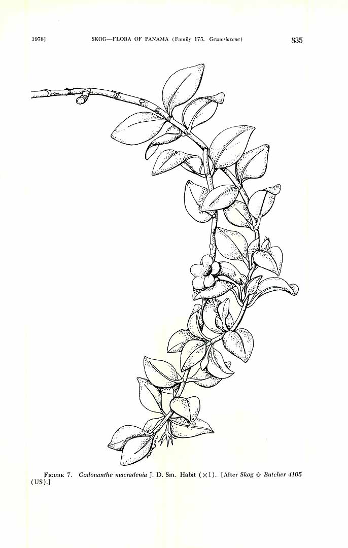 no HD illustration available (m1)