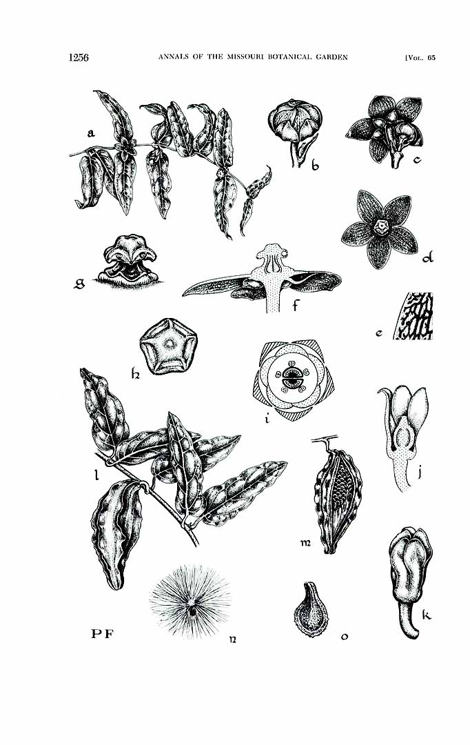 no HD illustration available (m1)