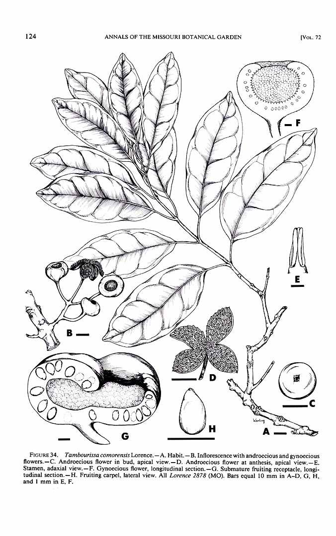 no HD illustration available (m1)