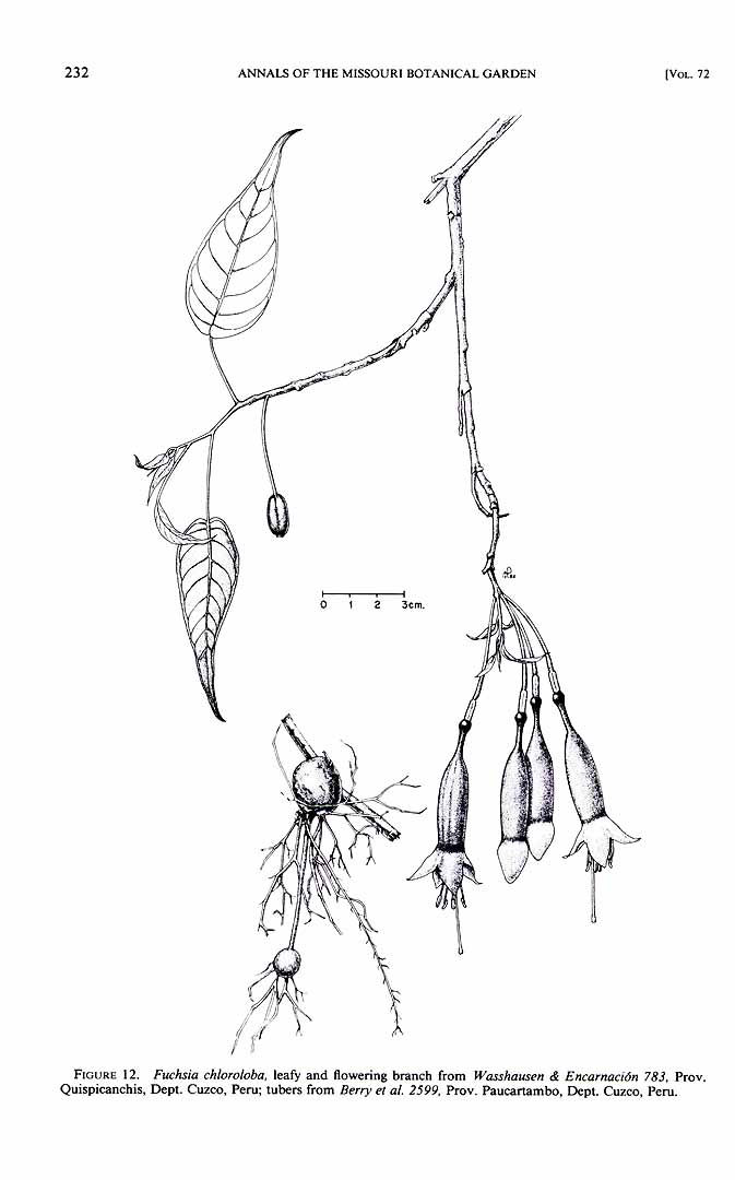 no HD illustration available (m1)