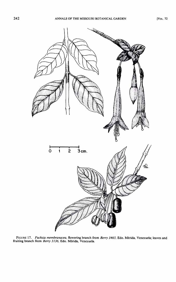 no HD illustration available (m1)
