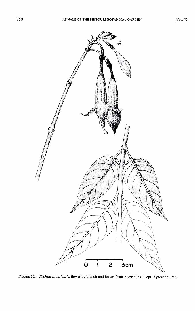 no HD illustration available (m1)