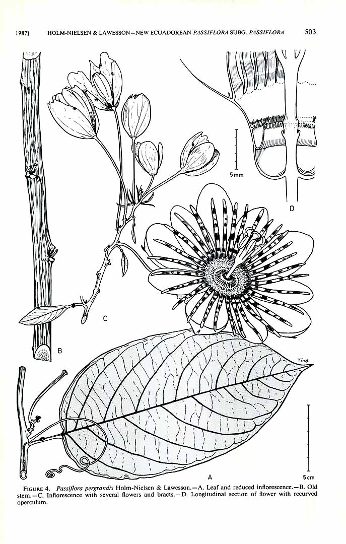 no HD illustration available (3)