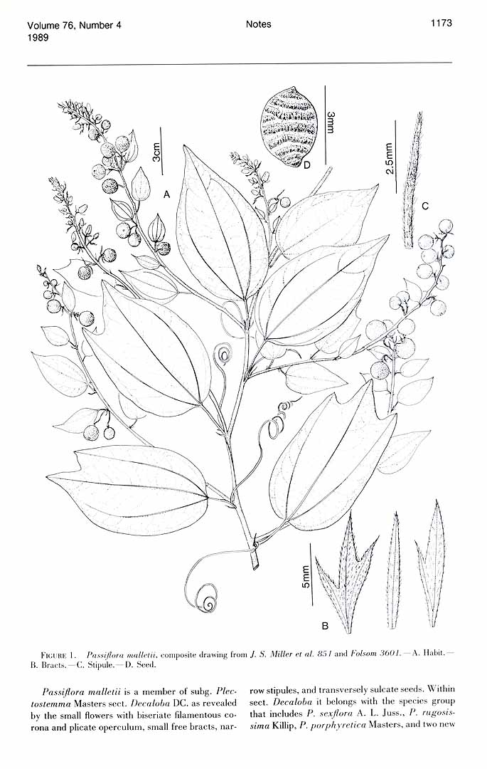 no HD illustration available (m1)