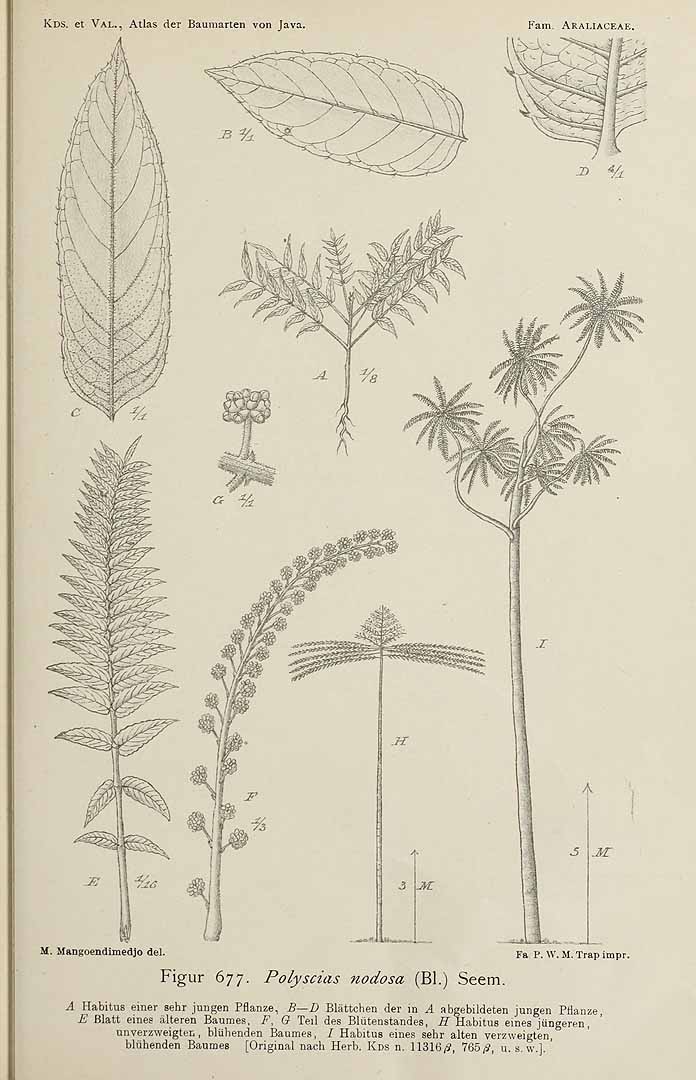 no HD illustration available (3)