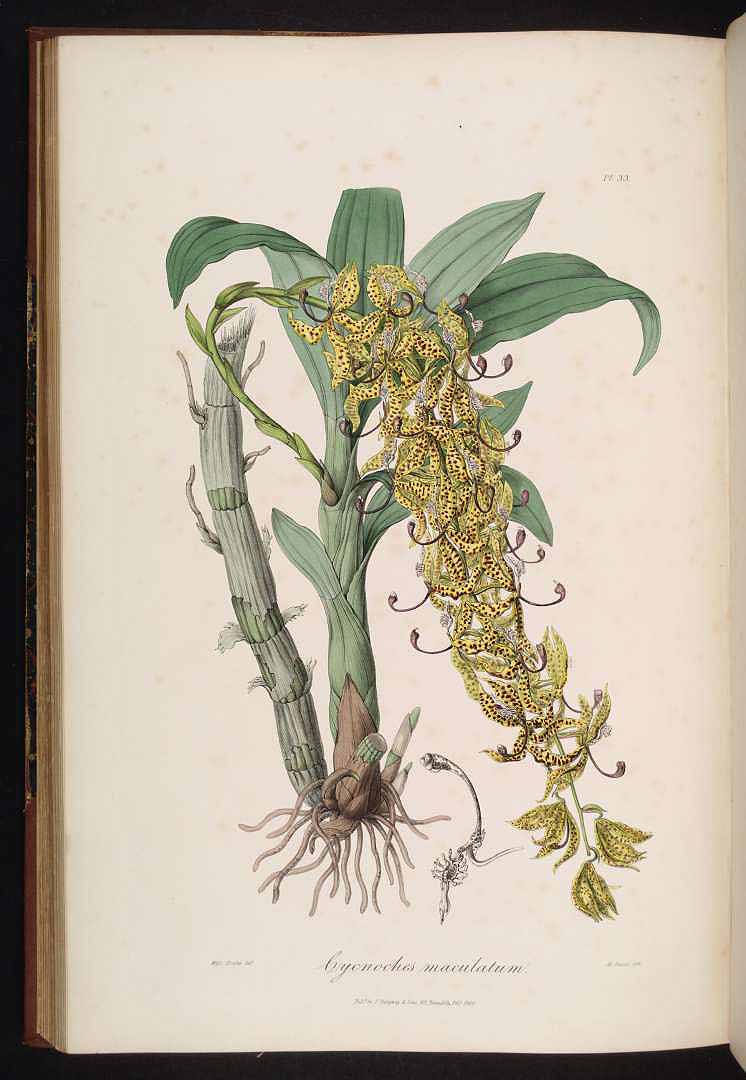 no HD illustration available (3)