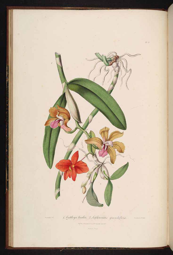 no HD illustration available (3)