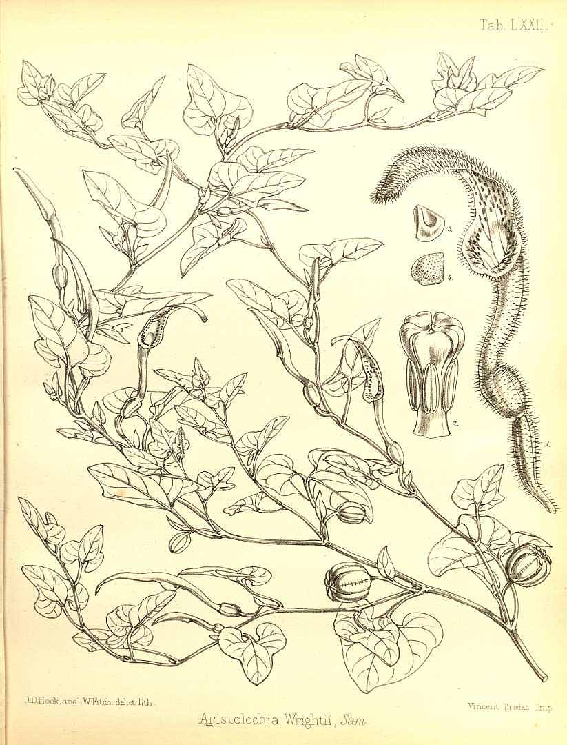 no HD illustration available (3)