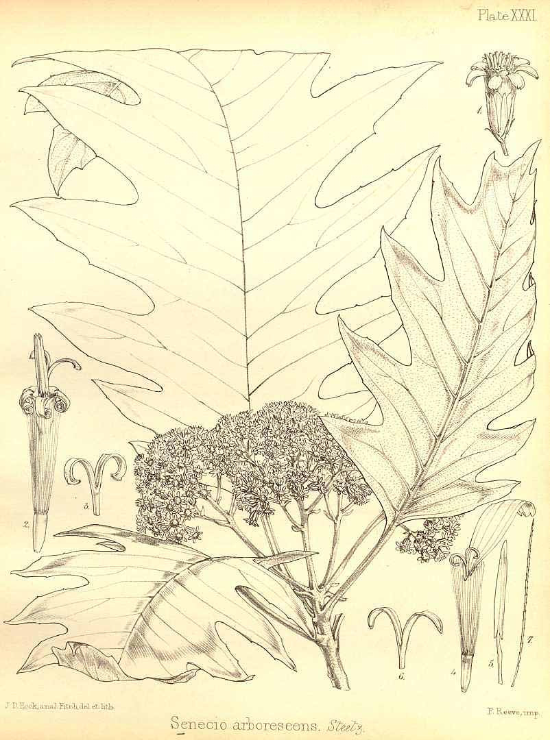 no HD illustration available (3)