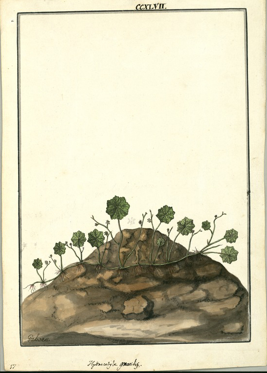 no HD illustration available (3)