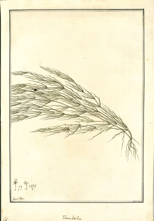 no HD illustration available (m1)
