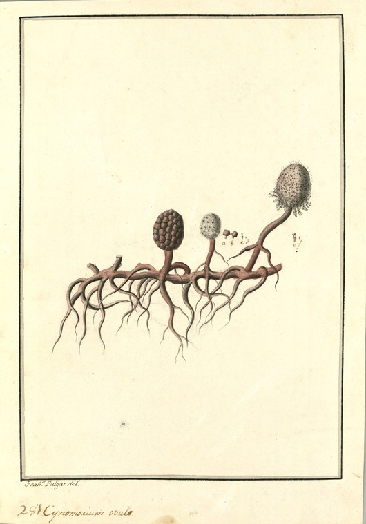 no HD illustration available (m1)
