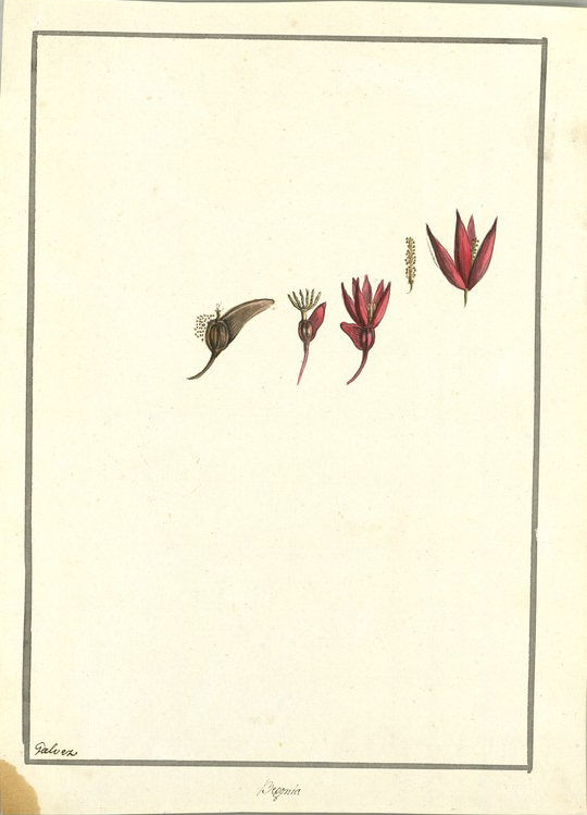 no HD illustration available (m1)