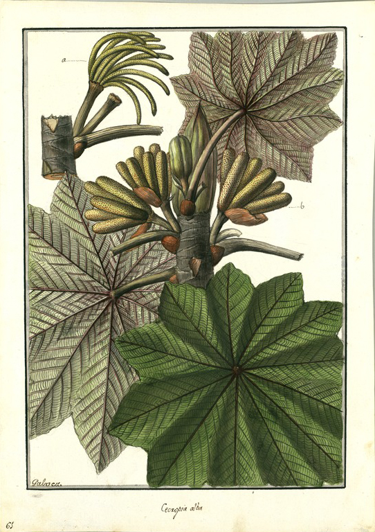 no HD illustration available (m1)