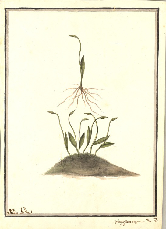 no HD illustration available (m1)