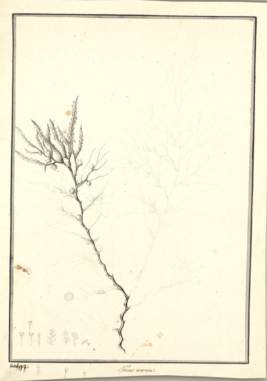 no HD illustration available (m1)