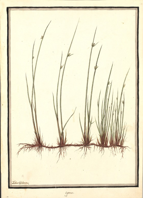 no HD illustration available (m1)