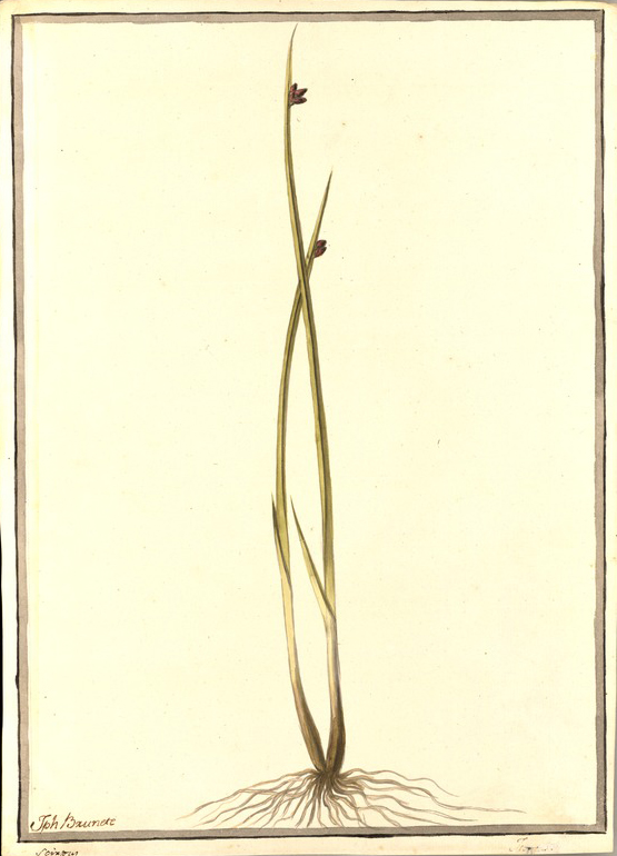 no HD illustration available (m1)