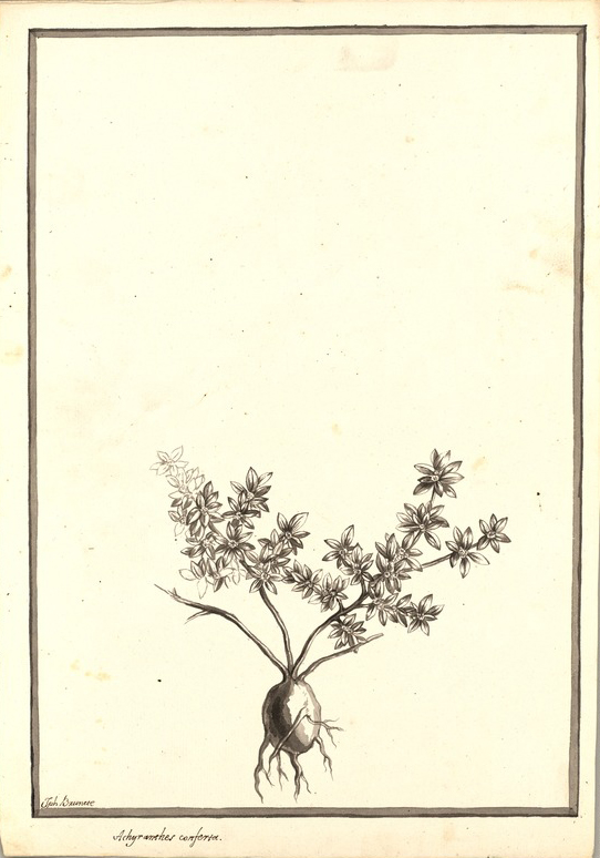 no HD illustration available (m1)