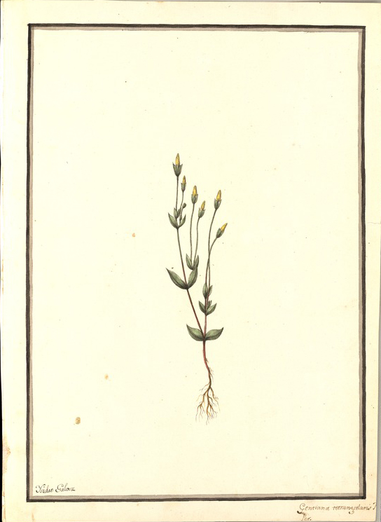 no HD illustration available (m1)