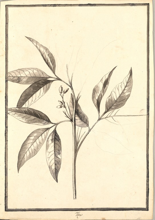 no HD illustration available (m1)