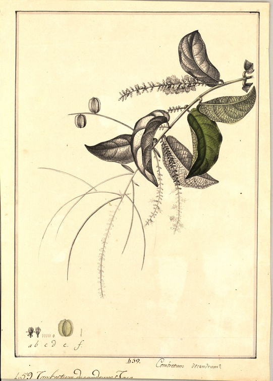no HD illustration available (m1)