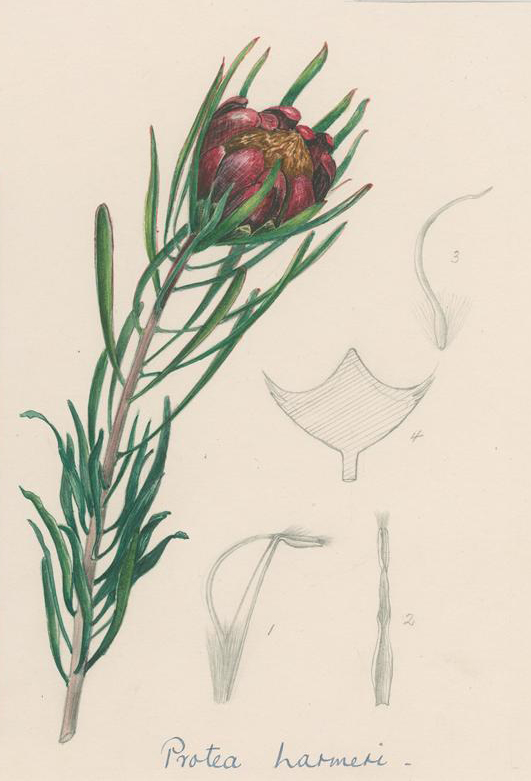 no HD illustration available (3)