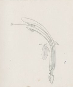 no HD illustration available (3)