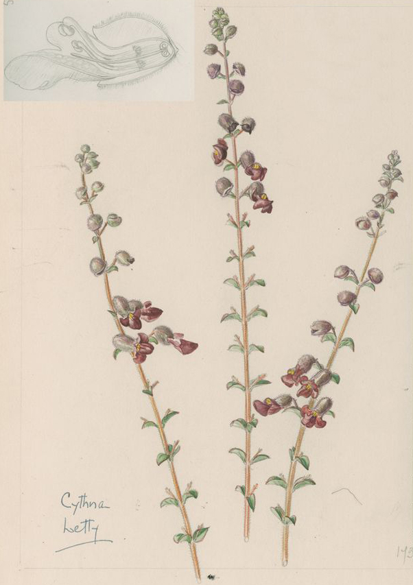 no HD illustration available (3)