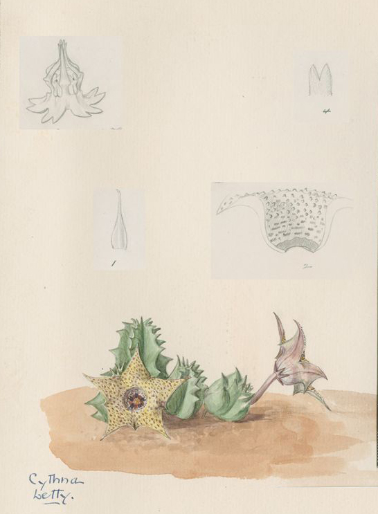no HD illustration available (3)