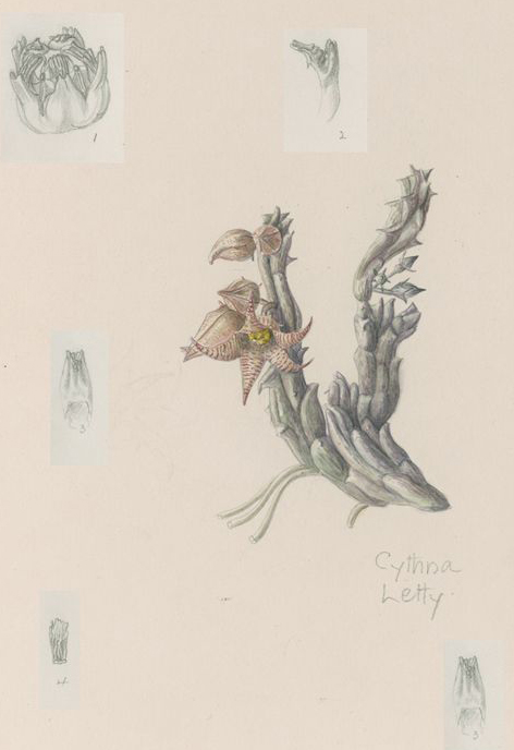 no HD illustration available (3)