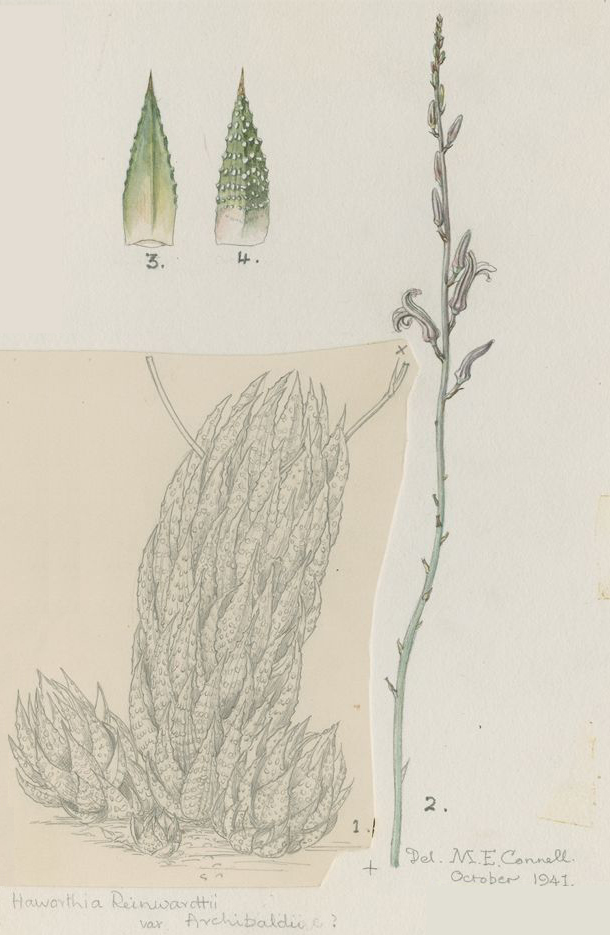 no HD illustration available (3)
