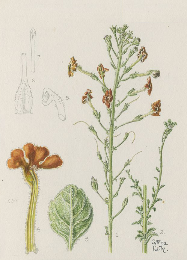 no HD illustration available (3)