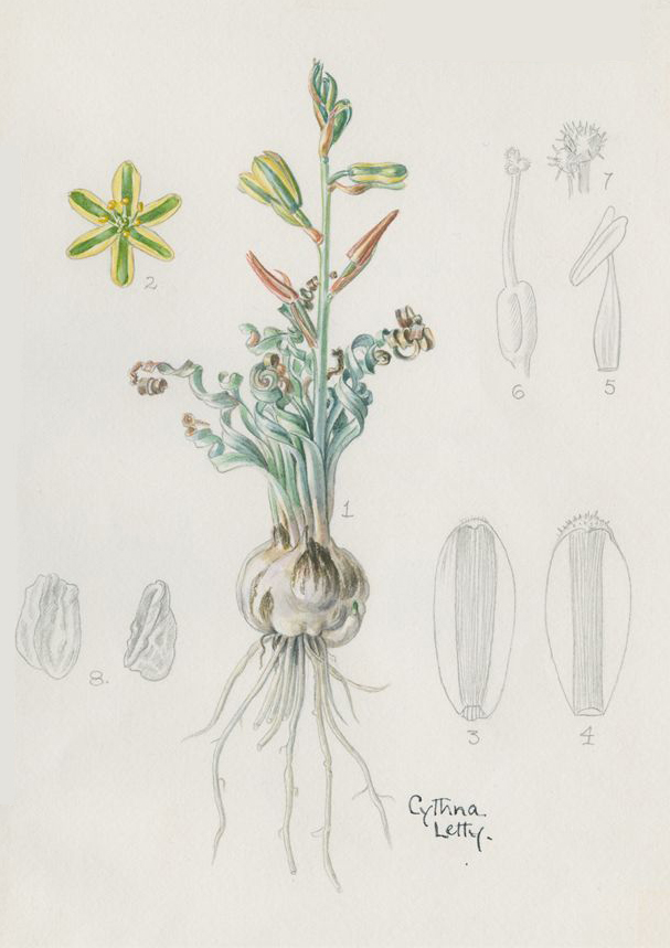 no HD illustration available (m1)