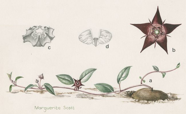 no HD illustration available (3)