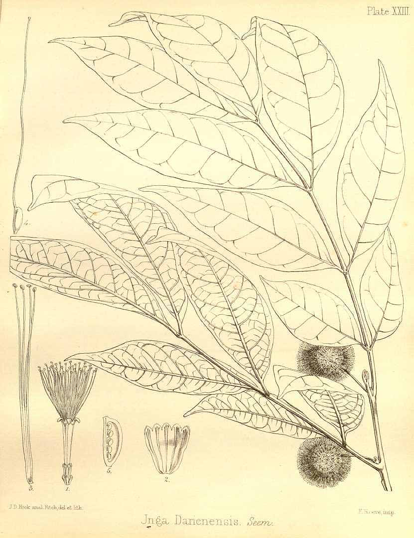no HD illustration available (3)