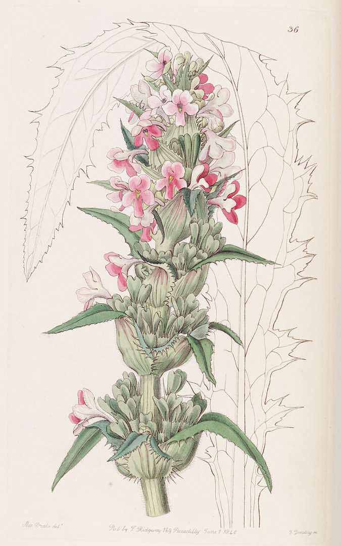 no HD illustration available (3)