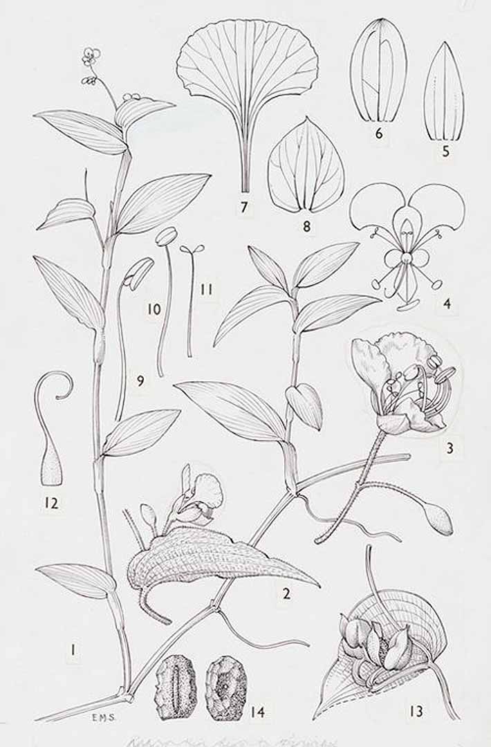 no HD illustration available (3)