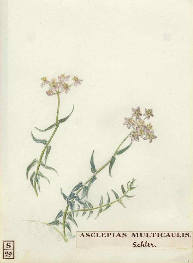 no HD illustration available (m1)