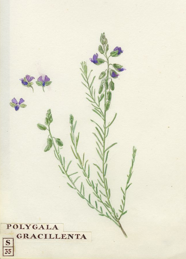 no HD illustration available (m1)
